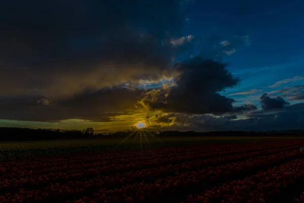 Sunset Sky Evening Growing Tulips Flowers Field — Stock Photo, Image