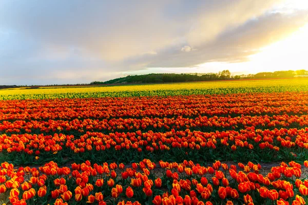 Beautiful Growing Tulips Flowers Field Sunset Sky — Stock Photo, Image