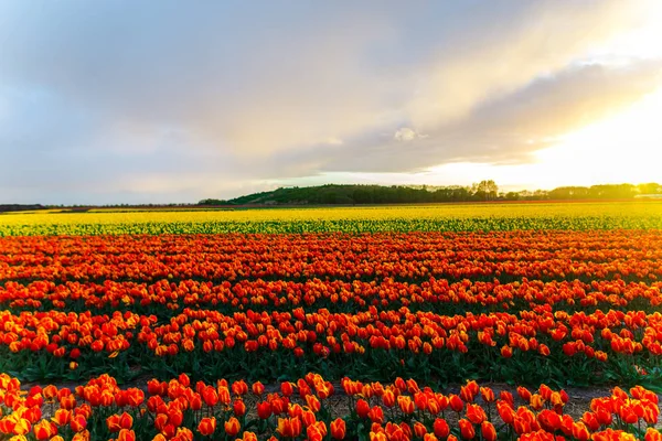 Schön Wachsende Tulpen Blumen Feld Und Sonnenuntergang Himmel — Stockfoto