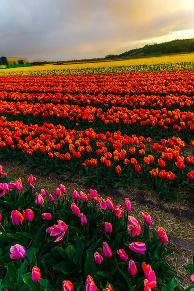 Krásné Pole Rostoucí Květiny Tulipány Západu Slunce Obloze — Stock fotografie