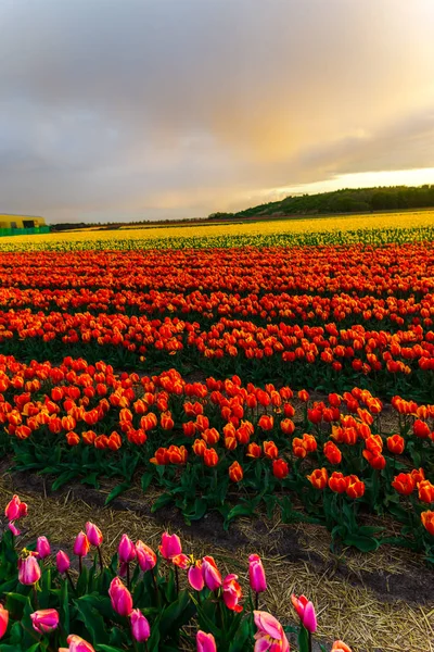 Krásné Pole Rostoucí Květiny Tulipány Západu Slunce Obloze — Stock fotografie