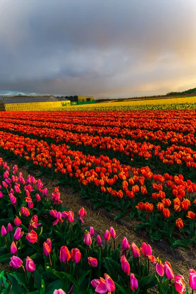 Mooie Groeiende Tulpen Bloemen Veld Avondrood — Stockfoto