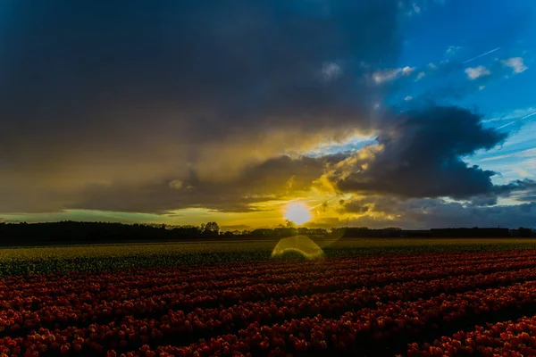 Sunset Sky Evening Growing Tulips Flowers Field — Stock Photo, Image