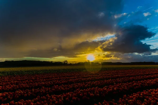 Sunset Sky Evening Growing Tulips Flowers Field — Stock Photo, Image