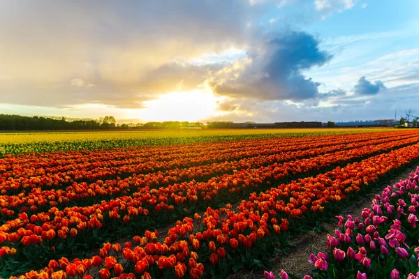 Krásné Pole Rostoucí Květiny Tulipány Západu Slunce Obloze — Stock fotografie