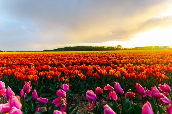 Krásné Pole Rostoucí Květiny Tulipány Západu Slunce Obloze — Stock fotografie