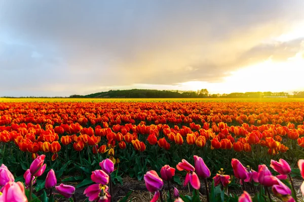 Bella Piantagione Fiori Campo Fiori Tulipani Crescita Cielo Tramonto — Foto Stock