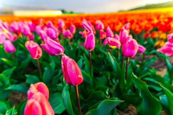 Detailní Záběr Rostoucí Květiny Tulipány Poli Louka — Stock fotografie