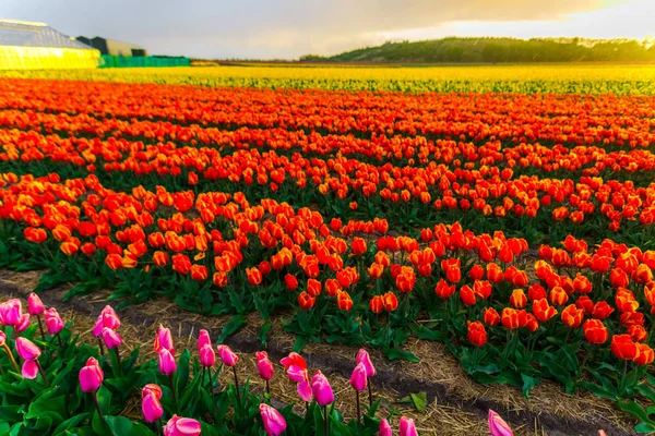 Beautiful Growing Tulips Flowers Field Sunset Sky — Stock Photo, Image