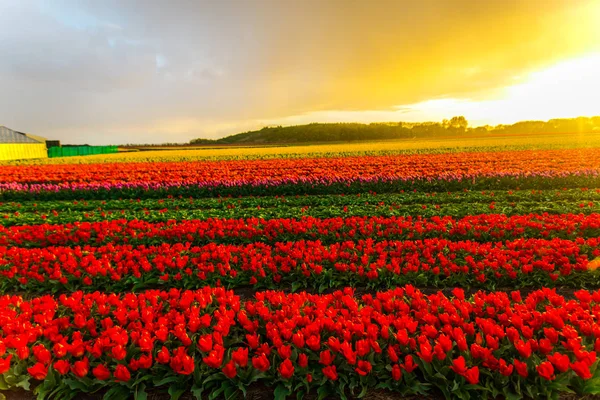 Bonito Crescente Tulipas Flores Campo Pôr Sol Céu — Fotografia de Stock