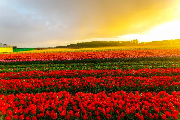 Hermoso Crecimiento Tulipanes Flores Campo Puesta Del Sol Cielo — Foto de Stock