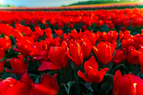 Zářivé Tulipány Květiny Zahradní Plantáže Venkově Nizozemsko — Stock fotografie