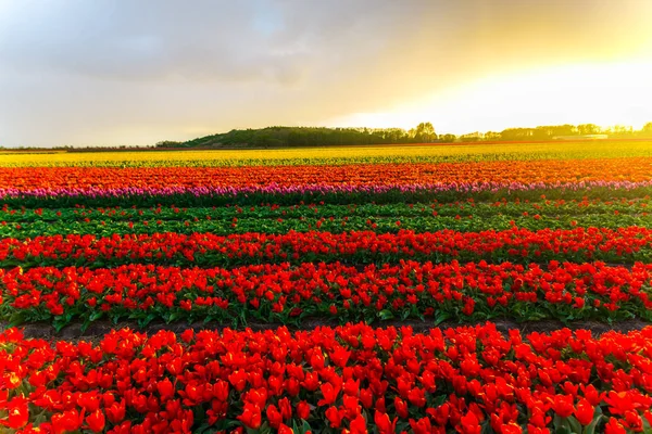 Jasne Tulipany Kwiatów Plantacji Ogrodu Wsi Holandia — Zdjęcie stockowe