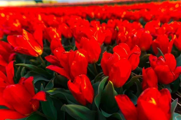 Jasne Tulipany Kwiatów Plantacji Ogrodu Wsi Holandia — Zdjęcie stockowe