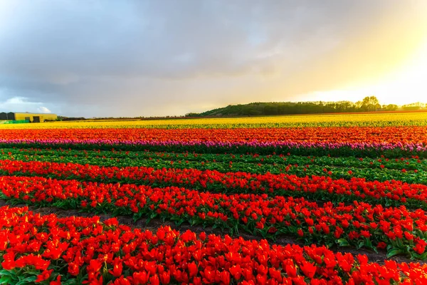 Schön Wachsende Tulpen Blumen Feld Und Sonnenuntergang Himmel — Stockfoto