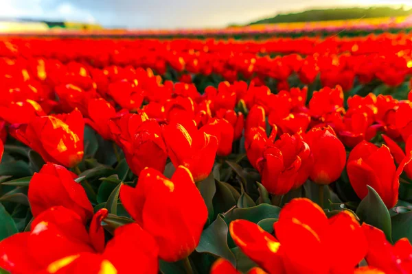 Primo Piano Fiori Tulipani Crescenti Prato Campo — Foto Stock