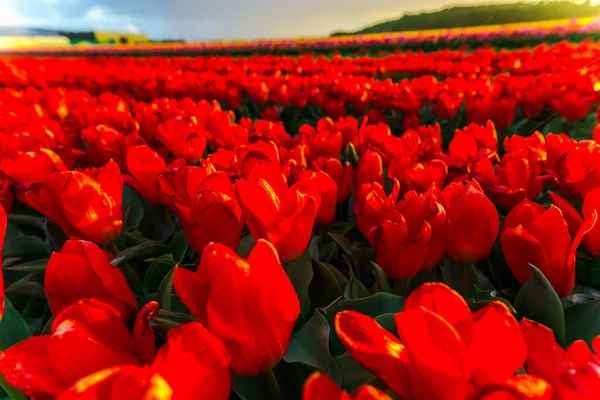 Close Growing Tulips Flowers Field Meadow — Stock Photo, Image