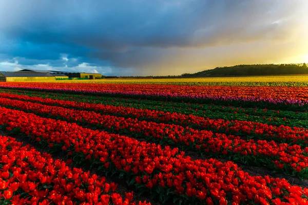 Красивые Растущие Тюльпаны Цветочные Поля Закат Неба — стоковое фото