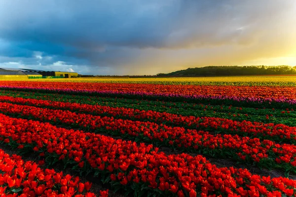 Bonito Crescente Tulipas Flores Campo Pôr Sol Céu — Fotografia de Stock