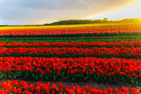Campo Fiori Tulipani Crescita Cielo Tramonto — Foto Stock