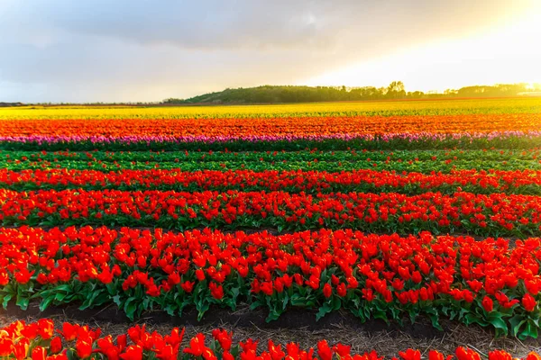 Dziedzinie Uprawy Kwiatów Tulipany Niebo Zachód Słońca — Zdjęcie stockowe