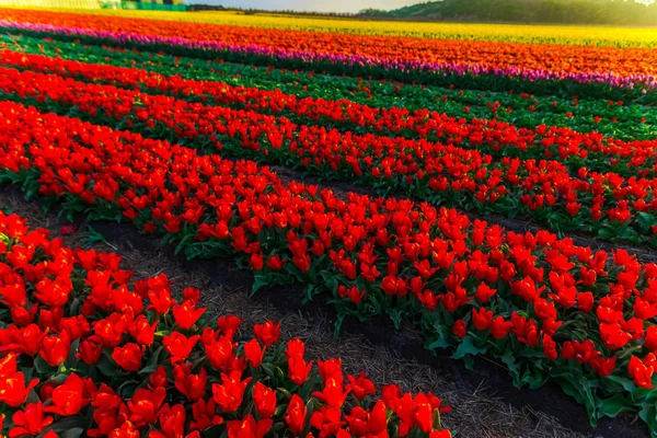 Crescente Tulipas Flores Campo Pôr Sol Céu — Fotografia de Stock