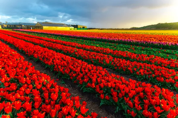 Tulipanblomster Åker Solnedgangshimmel – stockfoto