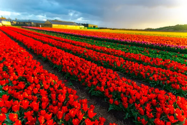 Crescente Tulipas Flores Campo Pôr Sol Céu — Fotografia de Stock