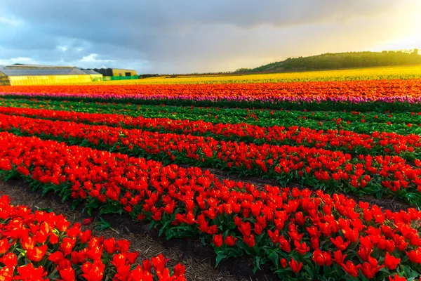 Crescente Tulipas Flores Campo Pôr Sol Céu — Fotografia de Stock