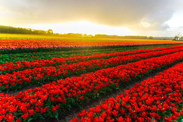Pěstování Tulipánů Květiny Pole Západu Slunce Obloze — Stock fotografie