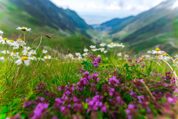 Transfagarashan Higway Montanhas Grama Verde Flores Primeiro Plano — Fotografia de Stock