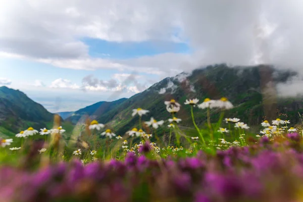 Transfagarashan Higway Montagnes Herbe Verte Fleurs Premier Plan — Photo