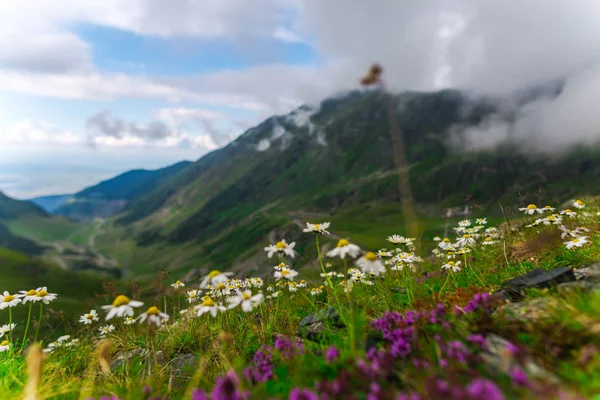 Transfagarashan Higway Montagnes Herbe Verte Fleurs Premier Plan — Photo
