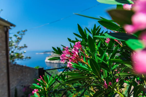 Flores Rosadas Sobre Fondo Borroso Del Paisaje Marino — Foto de Stock