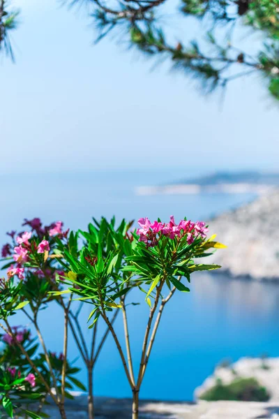 Rosa Blommor Suddig Seascape Bakgrund — Stockfoto