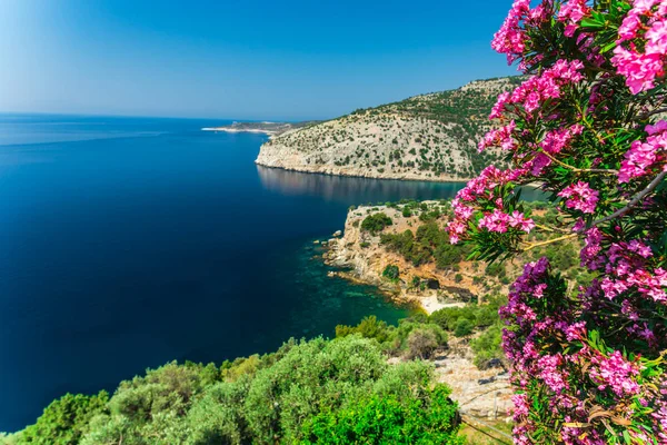 Verano Isla Tasos Costa Grecia Con Flores Color Rosa Los —  Fotos de Stock