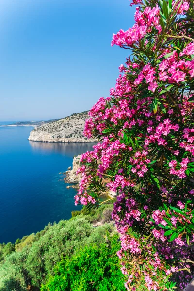 タソス島 茂みの上に花ピンク花とギリシャ海岸線の夏 — ストック写真