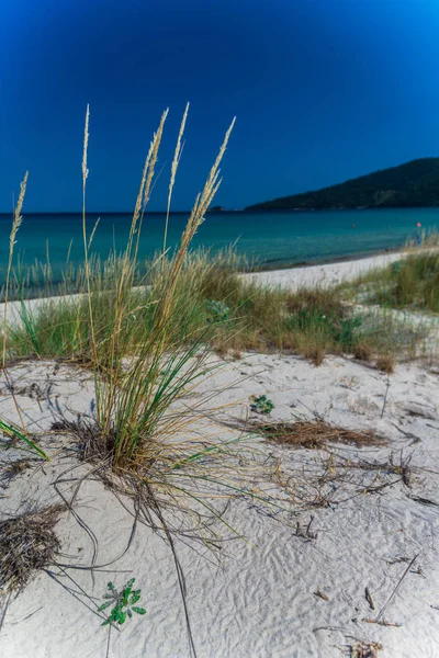 Cultivo Plantas Hierba Playa Arena Costa Agua Azul Del Mar — Foto de Stock