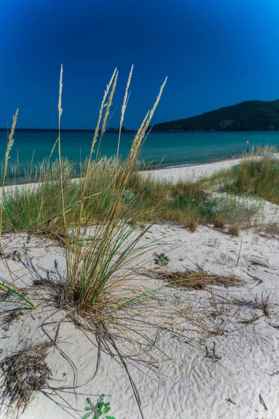 Cultivo Plantas Hierba Playa Arena Costa Agua Azul Del Mar — Foto de Stock