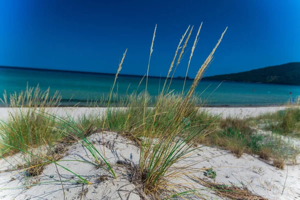 Cultivo Plantas Hierba Playa Arena Costa Agua Azul Del Mar — Foto de Stock