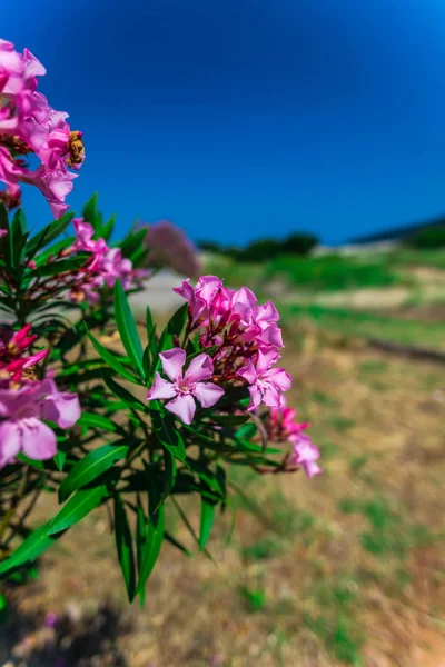 Nahaufnahme Von Busch Mit Rosa Blüten Garten — Stockfoto