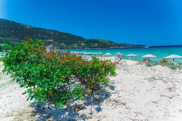 Playa Arena Cielo Azul Arbusto Verde Creciente Playa Sombrillas Con — Foto de Stock