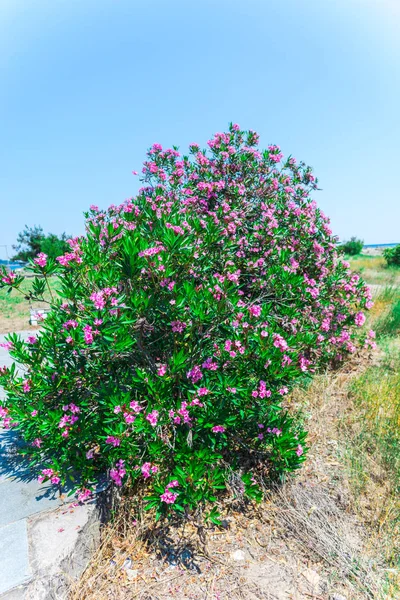 Крупный План Куста Розовыми Цветами Саду — стоковое фото