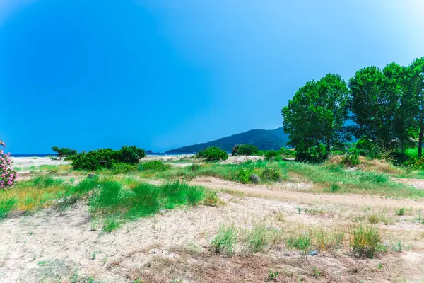 Weg Zum Strand Mit Sandboden Kleinen Bäumen Und Flauschigen Büschen — Stockfoto