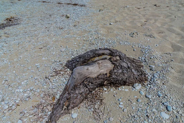 Παραλία Άμμο Βότσαλα Και Παλιά Ξεπερασμένο Κλαδί — Φωτογραφία Αρχείου