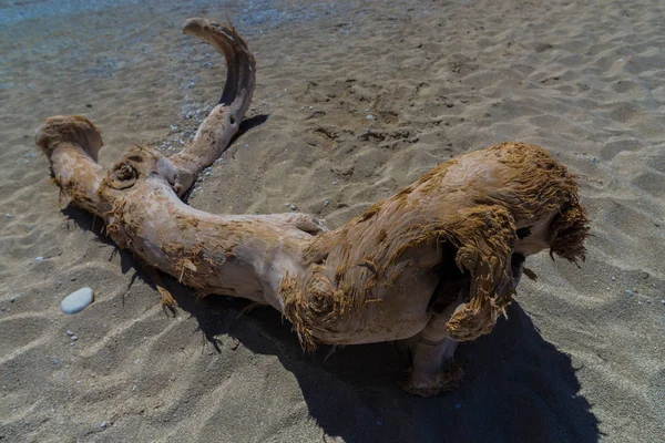 Sand Beach Pebbles Old Weathered Tree Branch — Stock Photo, Image