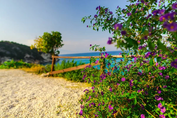 Blå Havet Vatten Och Växande Lila Violetta Blommor Buskar — Stockfoto