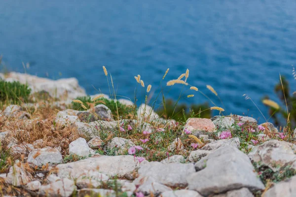 Sea Water Growing Plants Foreground Rocks Stones — Stock Photo, Image