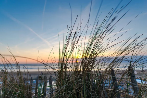 Avondrood Boven Zeewater Groeiend Gras Voorgrond — Stockfoto