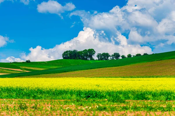Céu Azul Com Nuvens Acima Campo Agrícola Com Plantas Amarelas — Fotografia de Stock